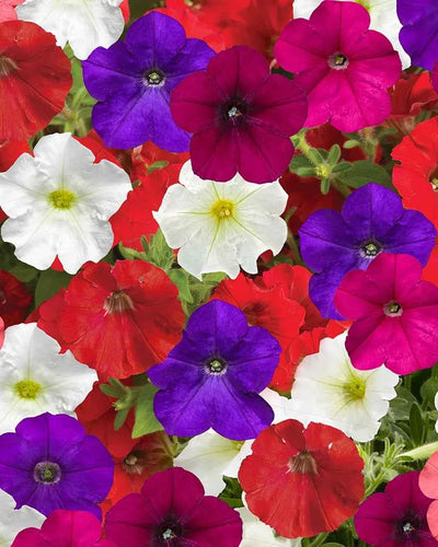 Petunia