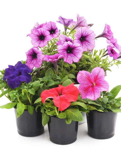 Petunia
