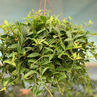 Peperomia Angulata