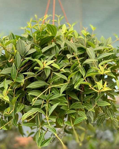 Peperomia Angulata