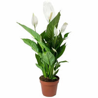 Peace Lily Plant