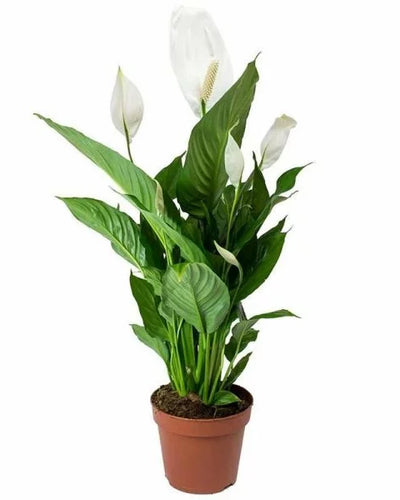 Peace Lily white flower indoor plant Dubai UAE Souq Garden