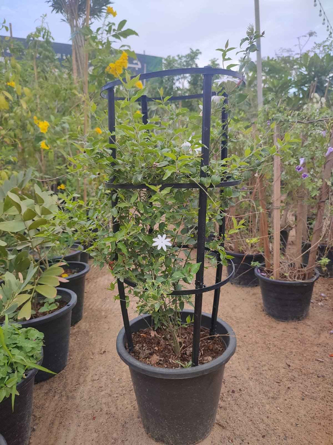 Jasminum Nitidum Pink Jasmine