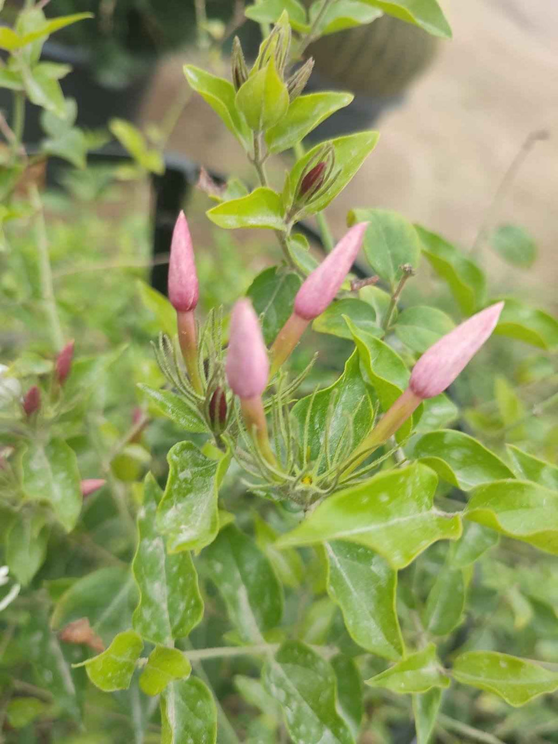 Jasminum Nitidum Pink Jasmine