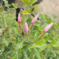 Jasminum Nitidum Pink Jasmine