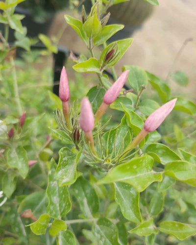 Jasminum Nitidum Pink Jasmine