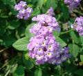 Lantana