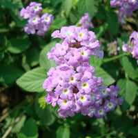 Lantana
