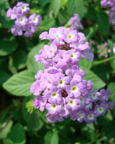 Lantana