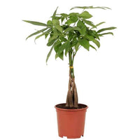 Pachira Aquatica Money Tree