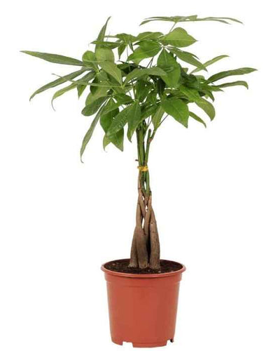 Pachira Aquatica (Money Tree)