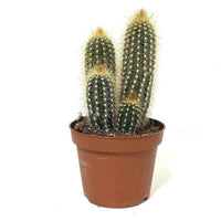 Pachy Cactus