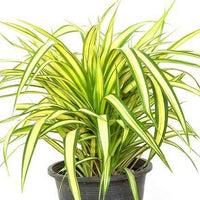 Pandanus