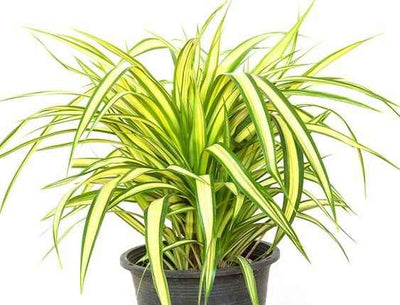 Pandanus