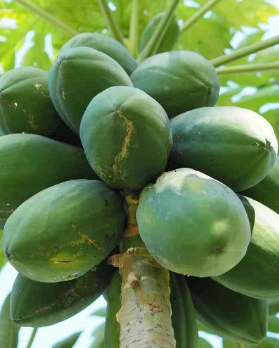 Papaya