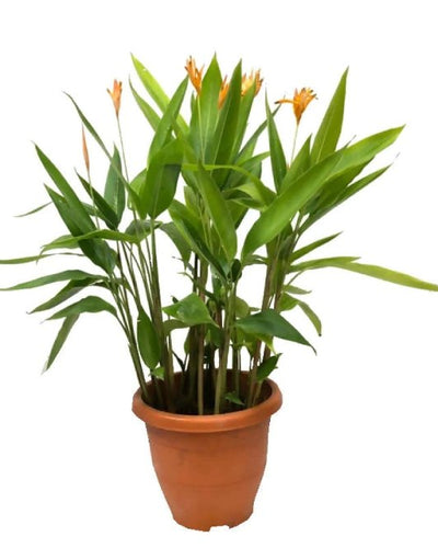 Parrot Heliconia Water Plant
