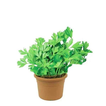 Parsley Herb Plant – Apium