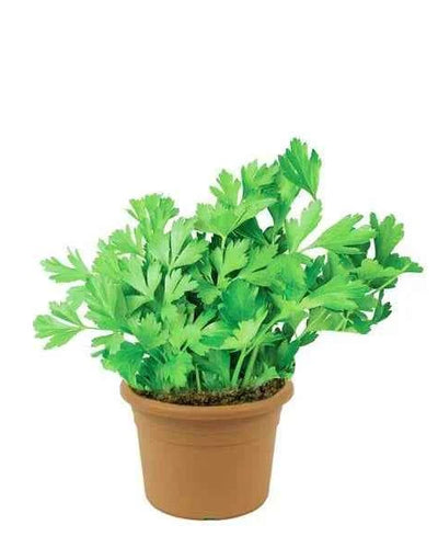 Parsley Herb Plant – Apium