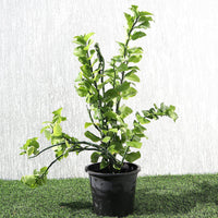 Zigzag Plant