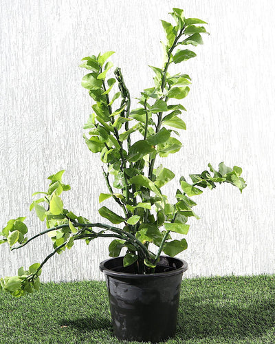Zigzag Plant