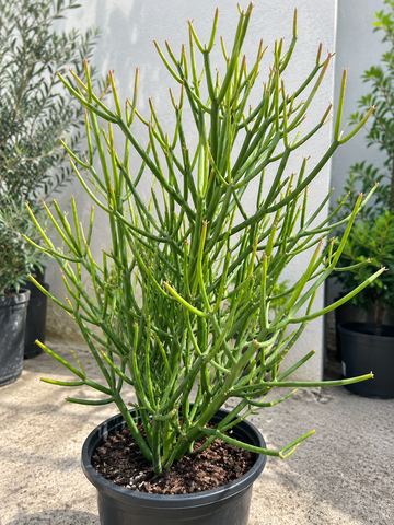 Pencil Cactus Plant