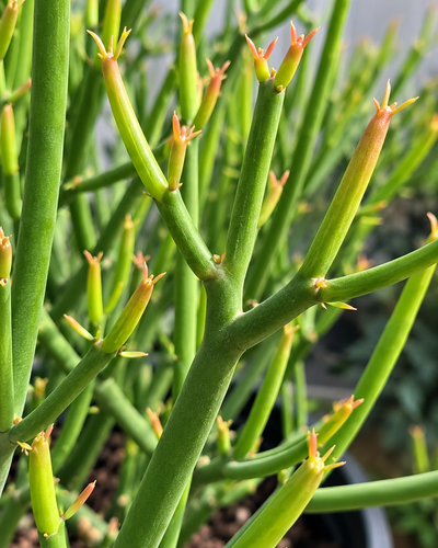 Pencil Cactus Plant