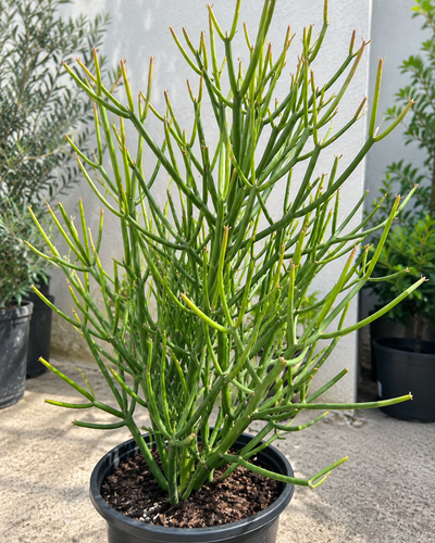 Pencil Cactus Plant