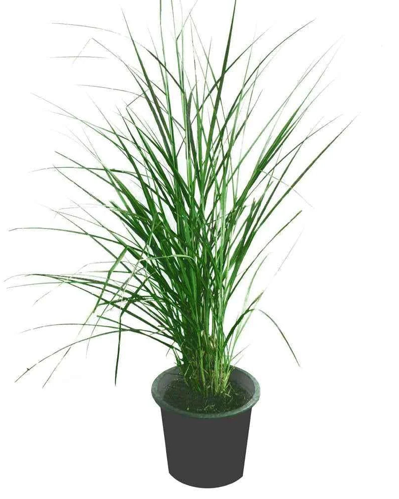 Pennisetum Grass