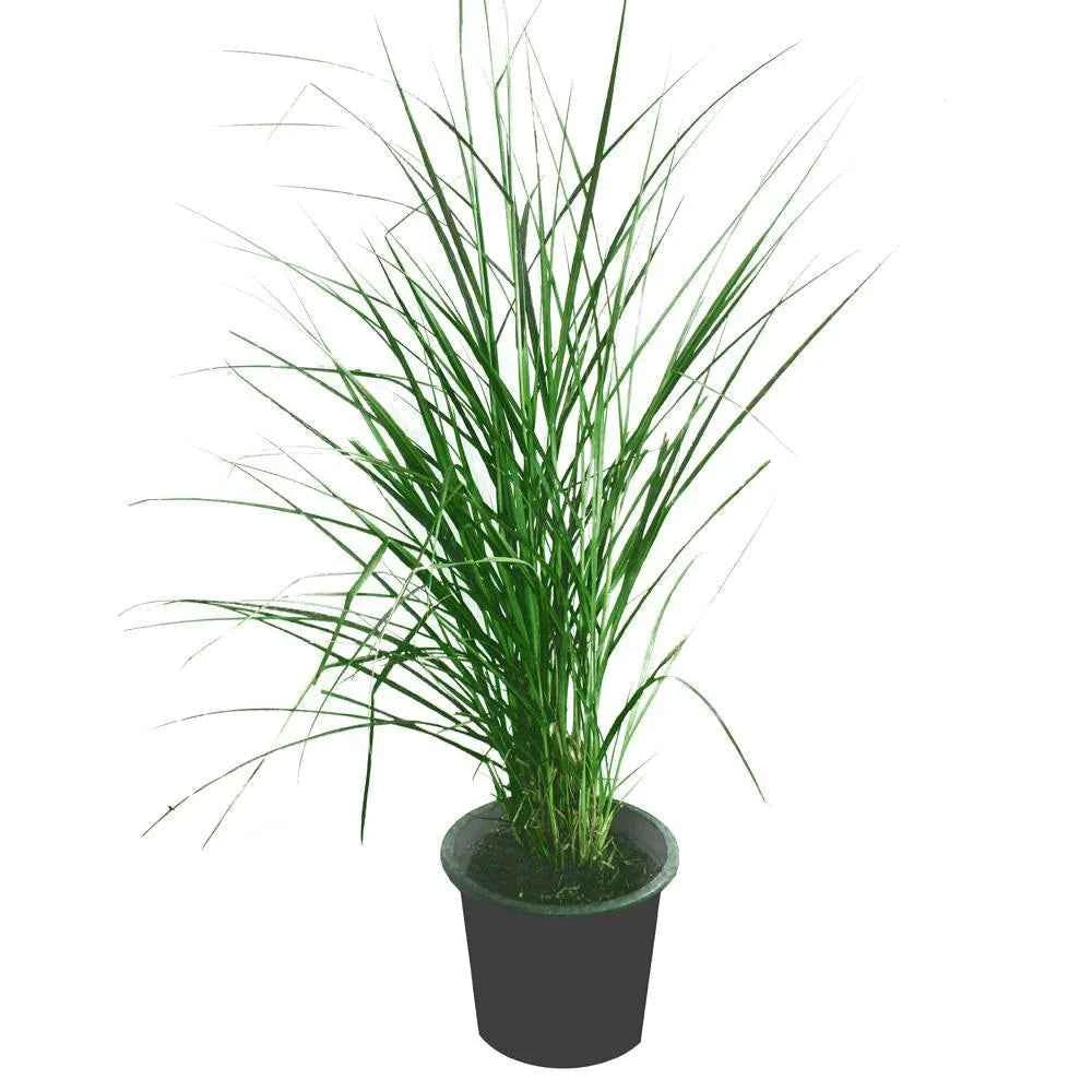 Pennisetum Grass – Small