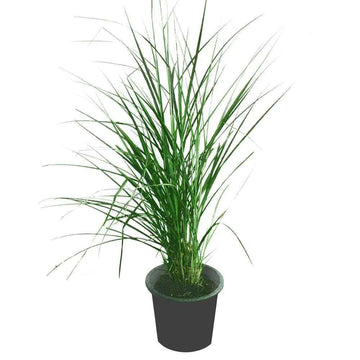 Pennisetum Grass – Small