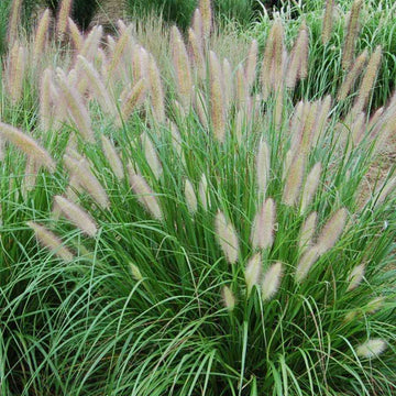 Pennisetum Grass