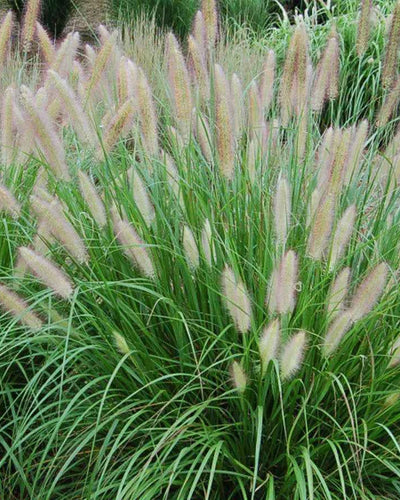 Pennisetum Grass