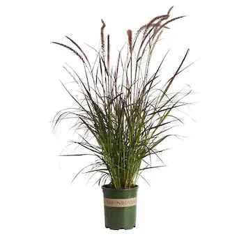 Pennisetum Grass