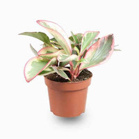 Peperomia Ginny
