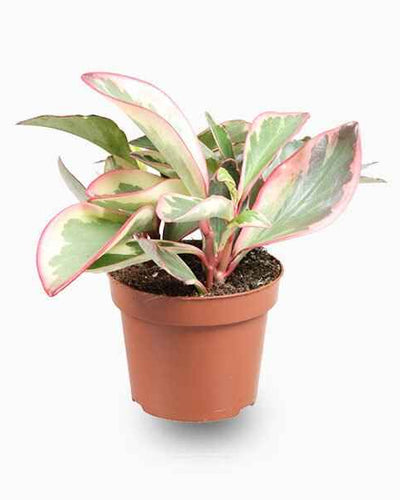 Peperomia Ginny