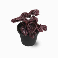 Peperomia Red Luna
