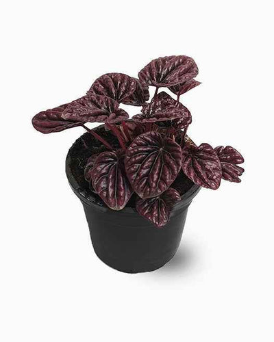 Peperomia Red Luna