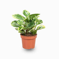 Peperomia Marble