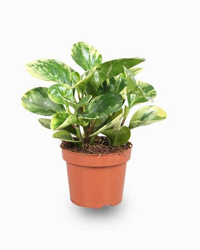 Peperomia Marble