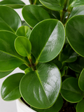 Peperomia Obtusifolia Baby Rubber Plant - Souq Garden