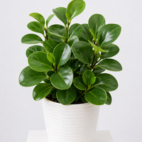 Peperomia Obtusifolia Baby Rubber Plant