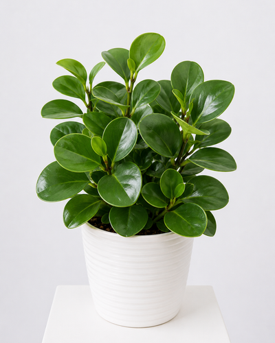 Peperomia Obtusifolia - Baby Rubber Plant