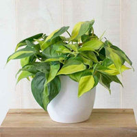 Philodendron Brasil
