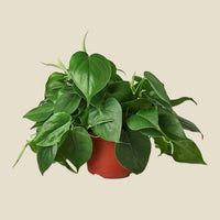 Philodendron Scandens