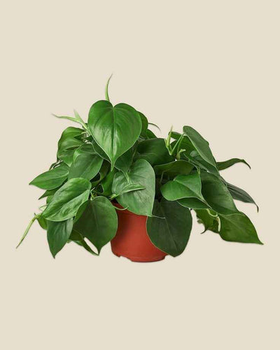 Philodendron Scandens