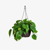 Neon Philodendron