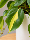 Philodendron Brasil - Souq Garden