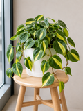 Philodendron Brasil - Souq Garden