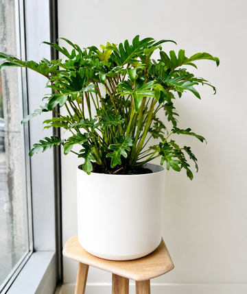Philodendron Xanadu