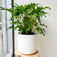 Philodendron Xanadu